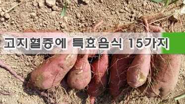 고지혈증에 특효음식 15가지