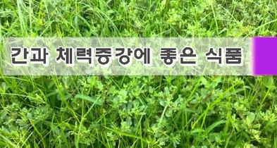 간과 체력증강에 좋은 식품